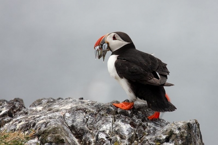 Puffin.jpg