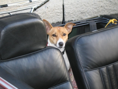 Roxy.jpg
