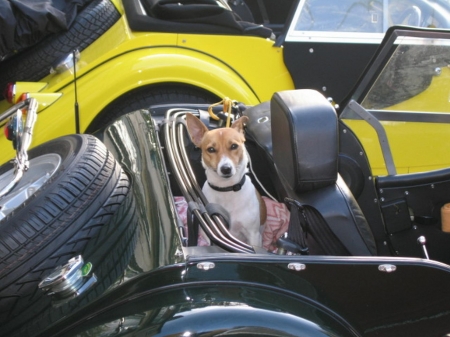 Roxy2.jpg