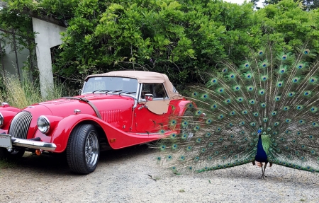 peacock.jpg