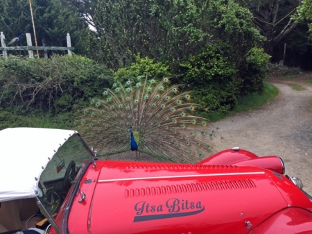 itsa-bitsa-peacock (1).jpeg