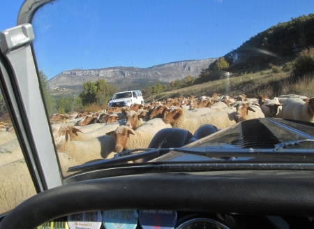 sheep.JPG