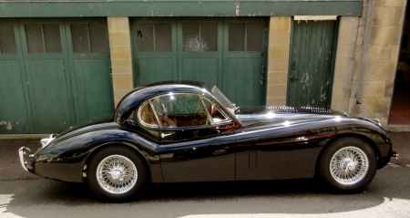 Jaguar profile 2.jpeg