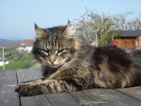1comp_Tom 07-02-07 003.jpg