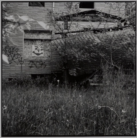 Nature recovers the street, Detroit 2019.jpg