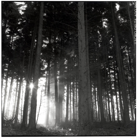 Pine Trees Surrey Hills copy.jpg