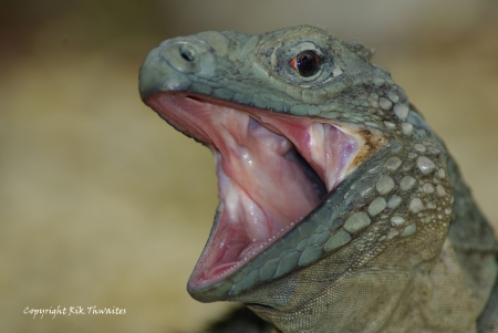 Blue Iguana Talk Morgan Forum.jpg